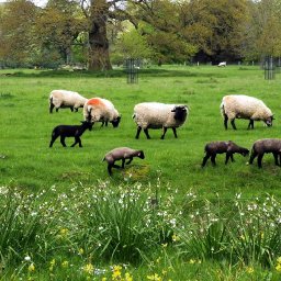 Wimpole lambs running